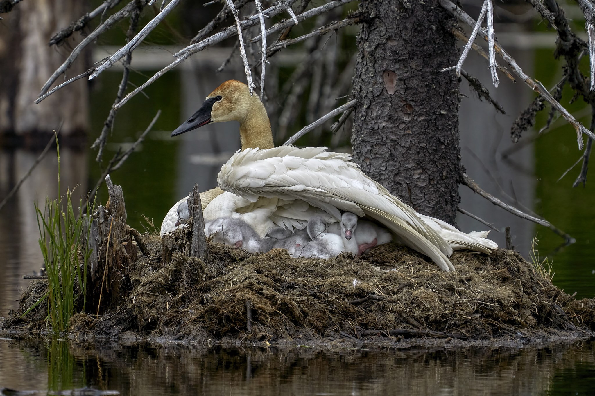 a swan on a nest with cygnets