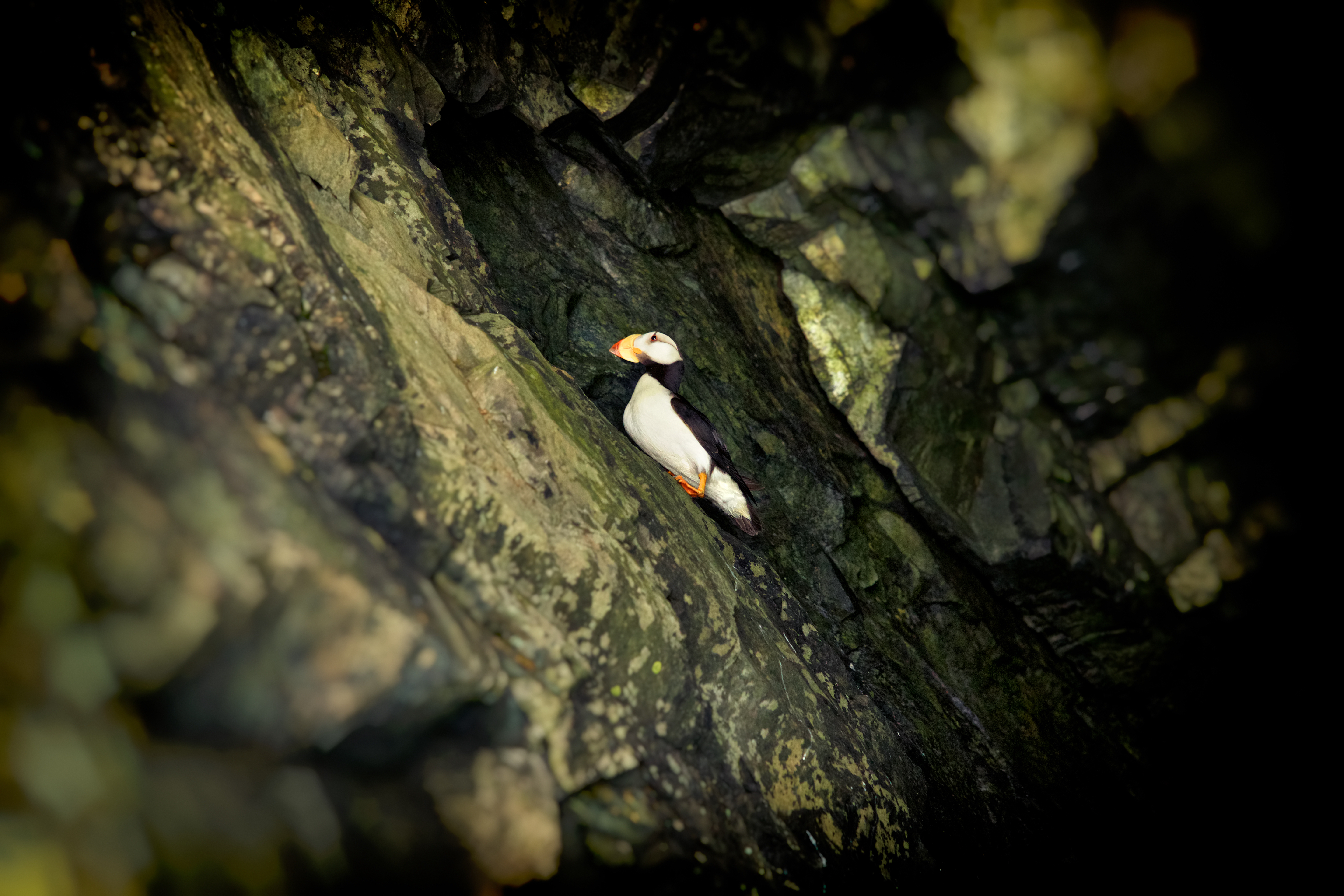 a horned puffin on a rock wall