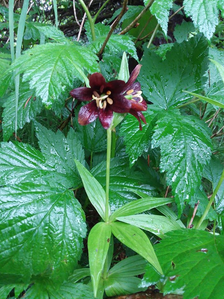 A Chocolate Lily flower in bloom