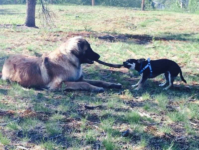two dogs playing tug-of-war in a park
