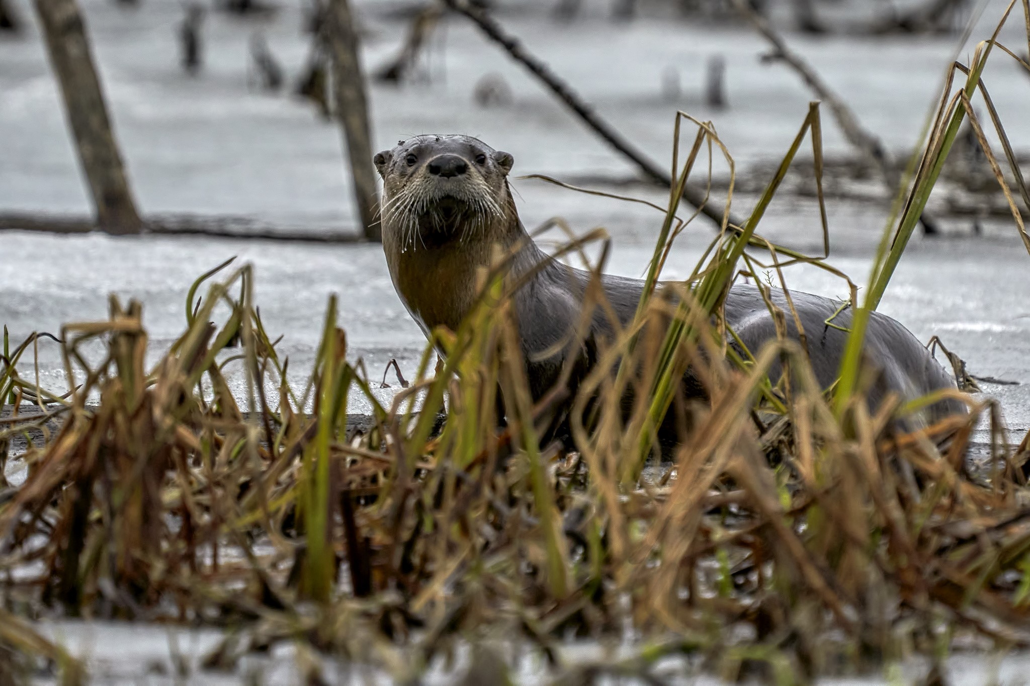 a river otter in a wetland