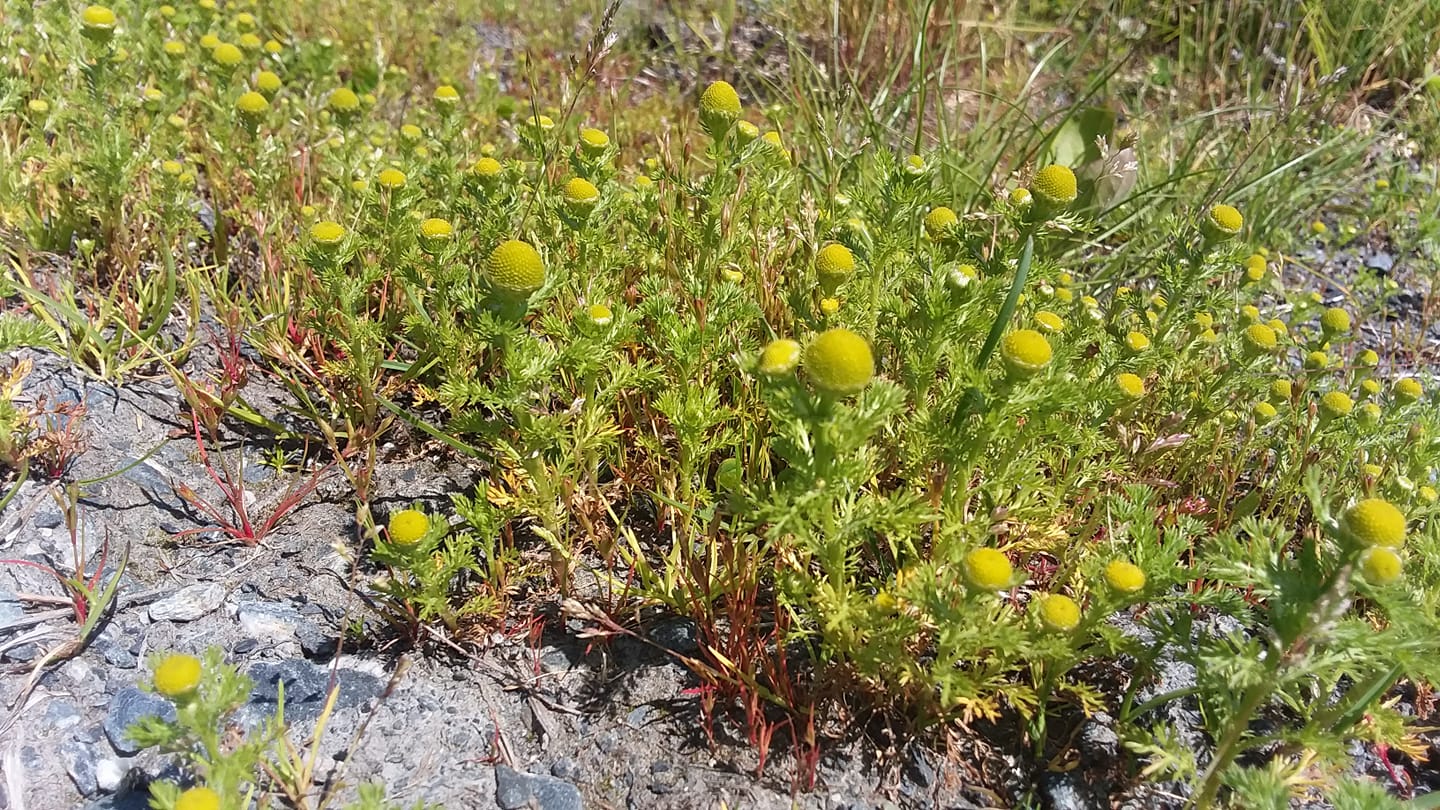 pineapple weed growing on a gravel path