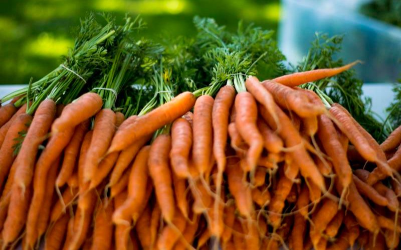 Bunches of fresh carrots with green tops displayed at the Ridgefield Farmers Market