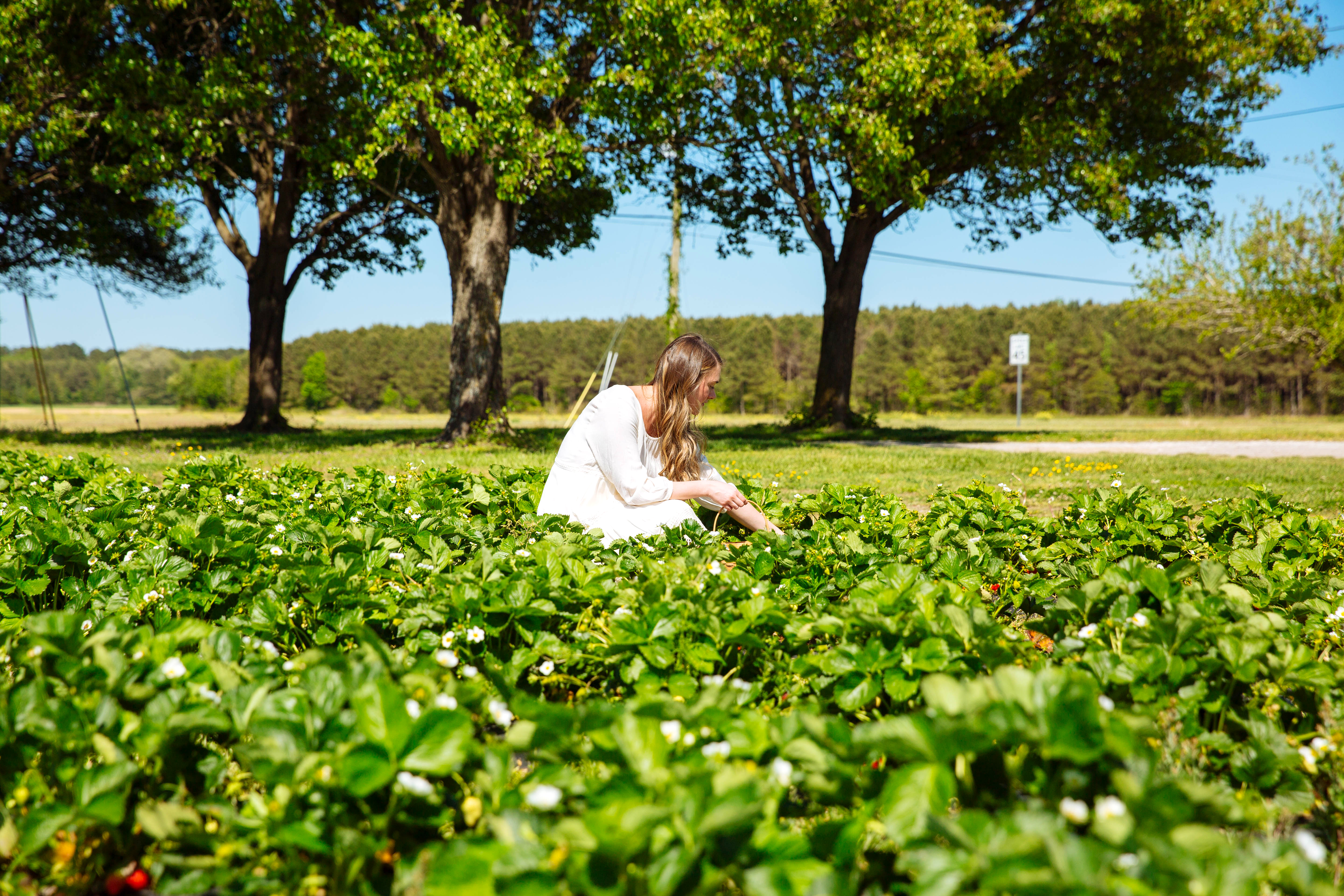 Henley Farms Pungo Strawberry Picking