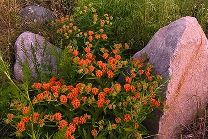 Prophetstown State Park flowers