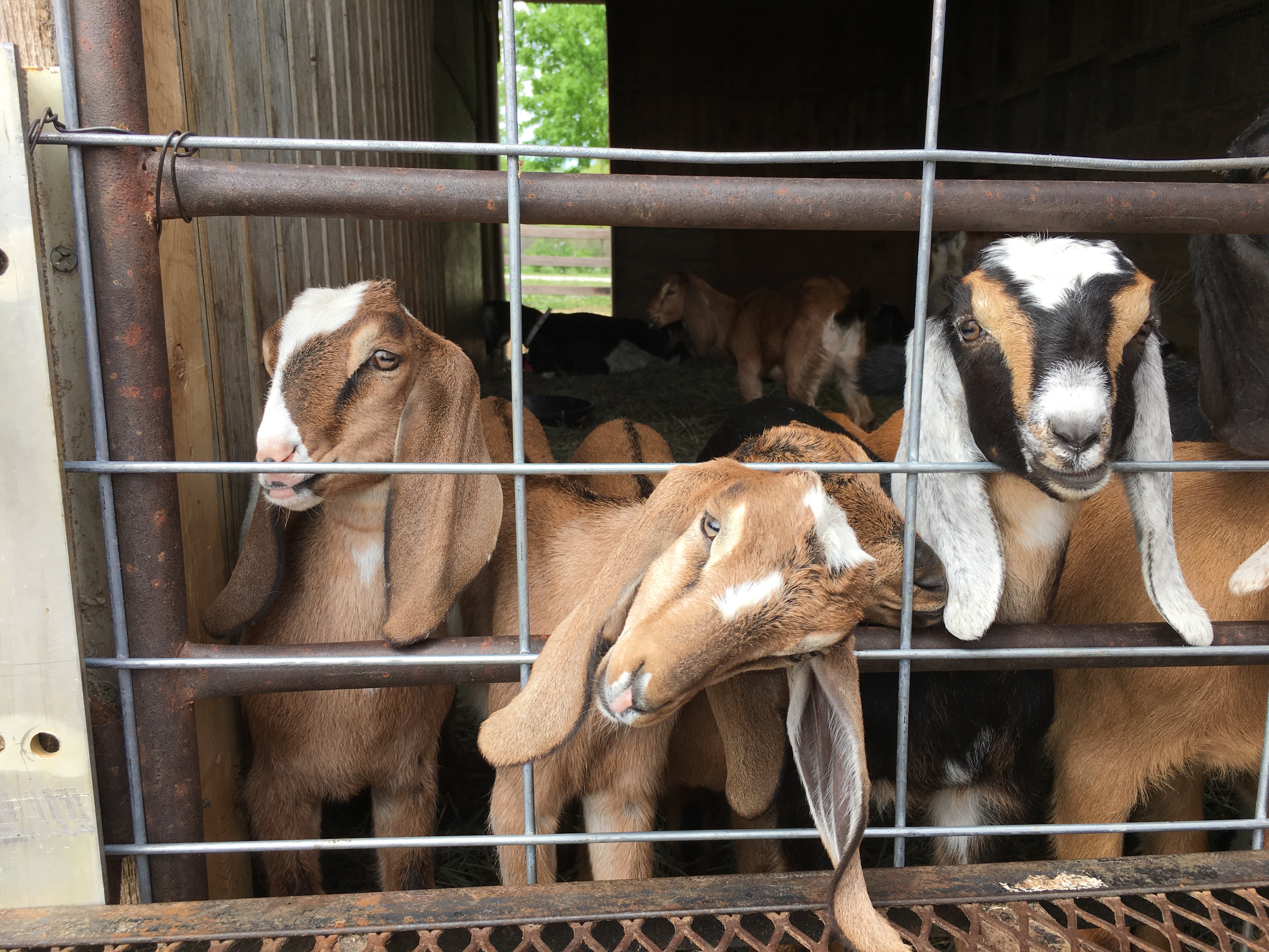 Goats sticking their heads out at Elderslie Farm in Wichita KS