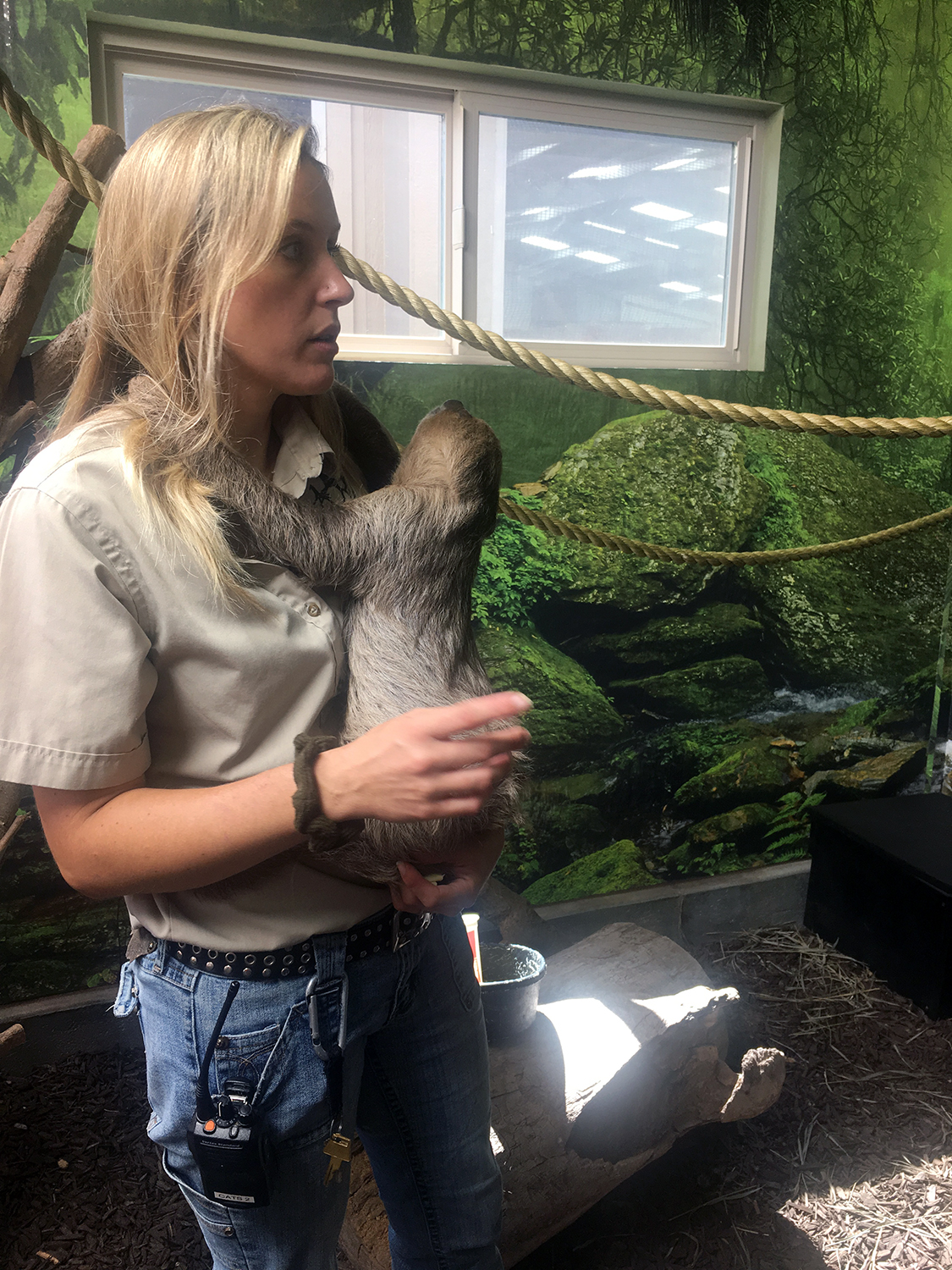 Chewbacca the Sloth holds onto a caretaker in his home at Tanganyika Wildlife Park