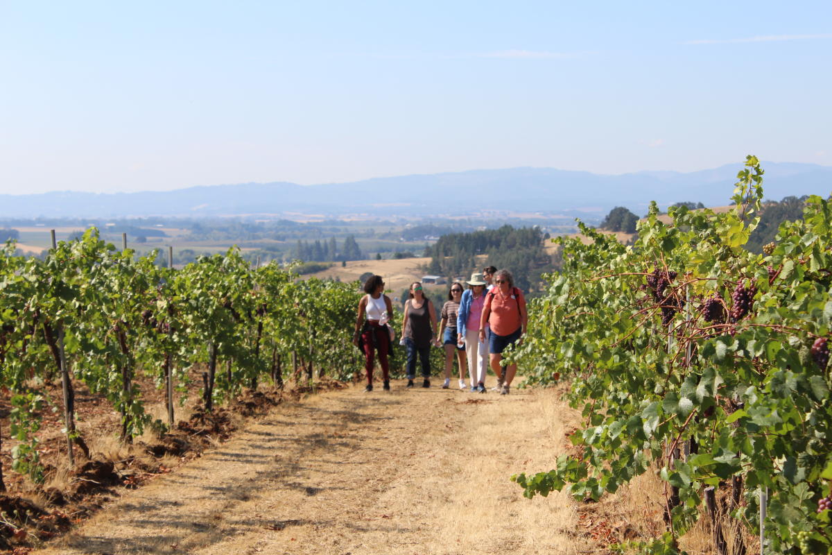People hiking through a vineyard on a sunny day.