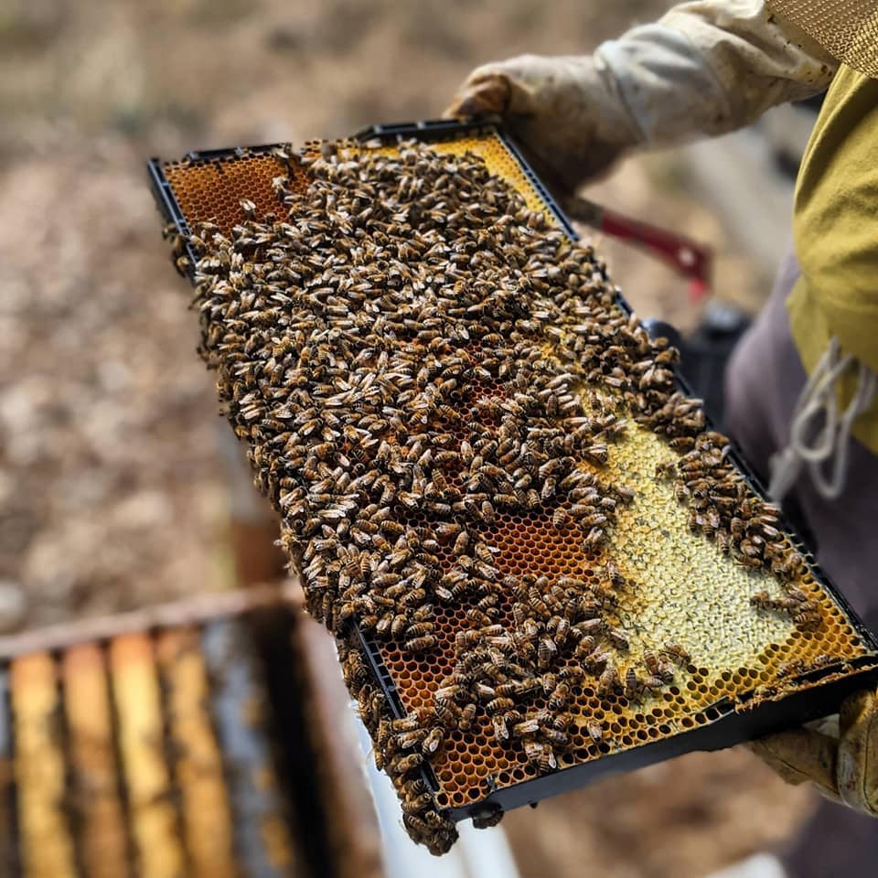 Beekeeper holding a frame of honey bees.