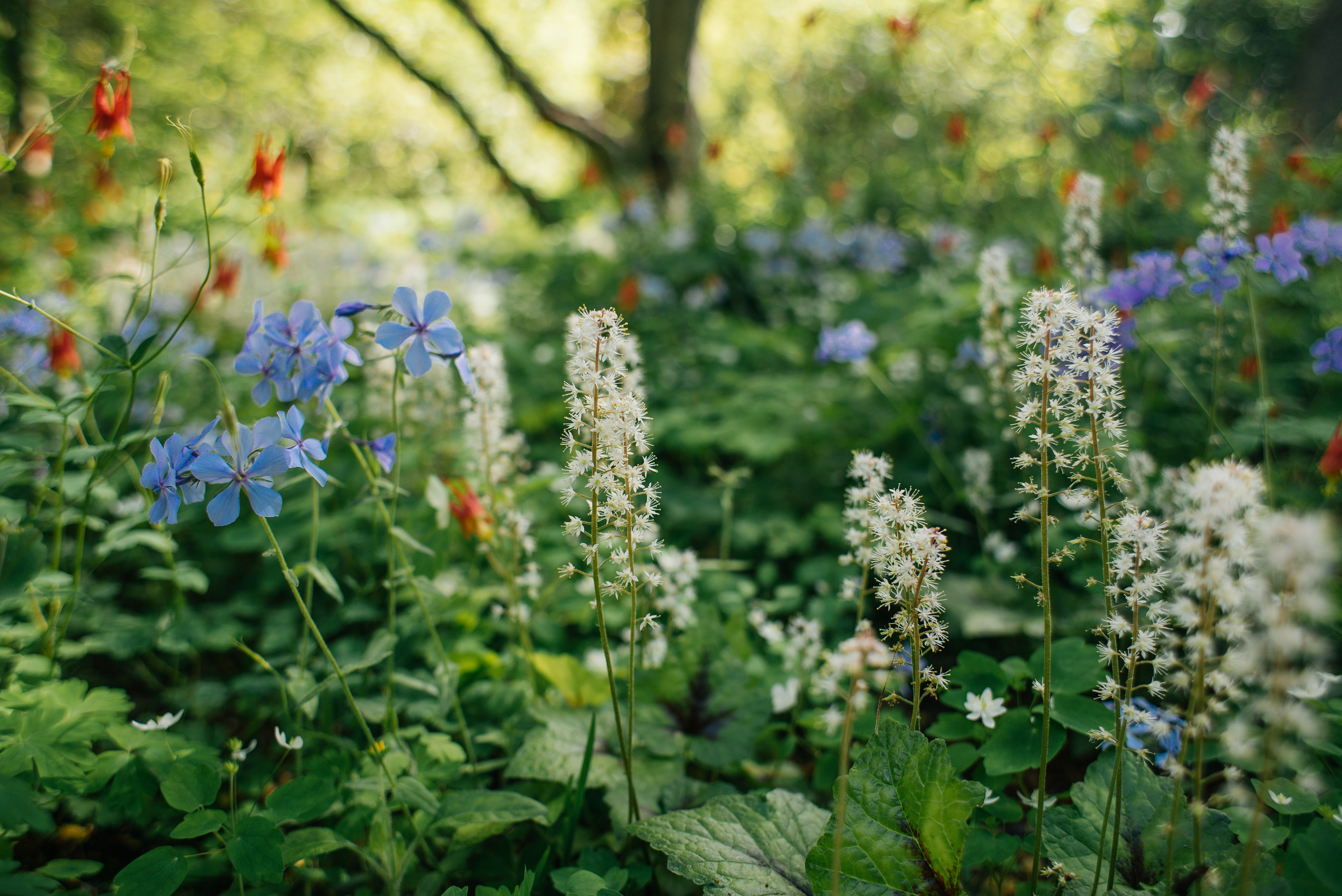 Wild Flowers at Mt Cuba
