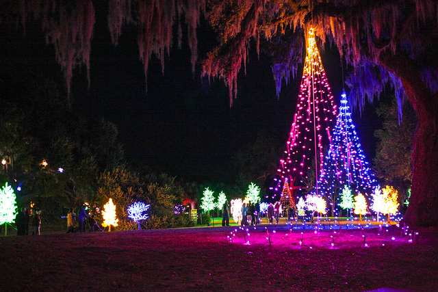 Enchanted Airlie trees made of lights