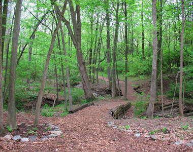 Bull's Run Trees Bull's Run Trees