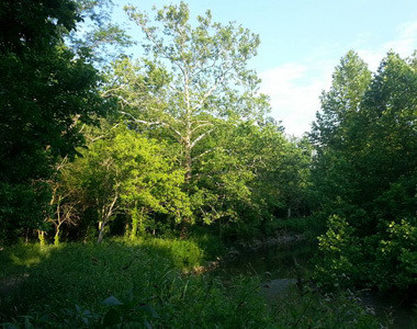 Dudley Woods Dudley Woods