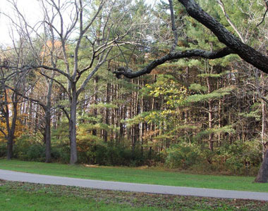 Indian Creek Trees Indian Creek Trees