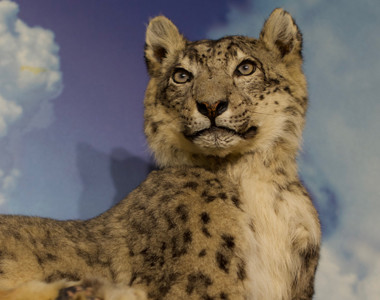 Robert A. Hefner Museum of Natural History Leopard Robert A. Hefner Museum of Natural History Leopard