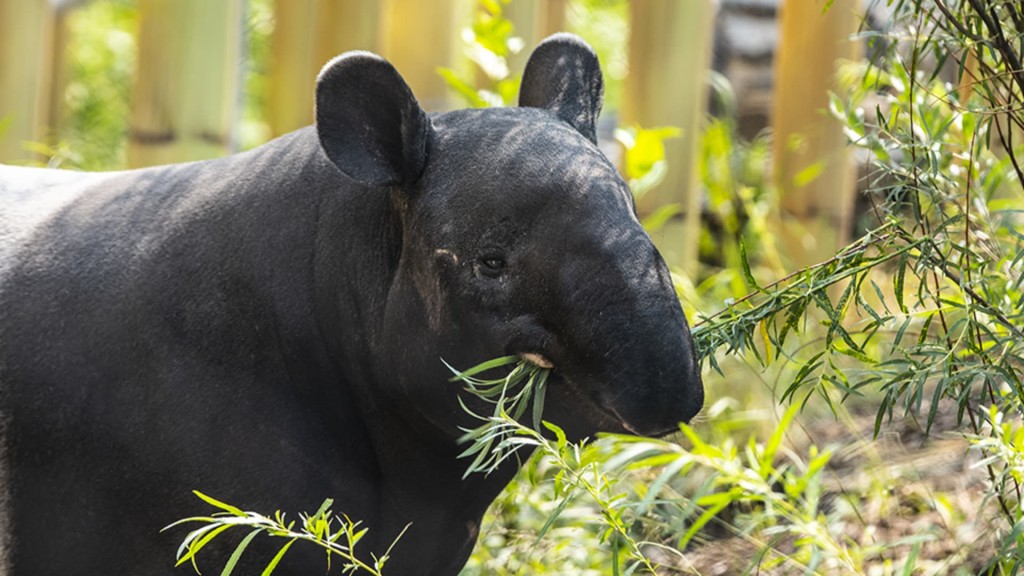 Wild After Hours: Tapirs (18+)