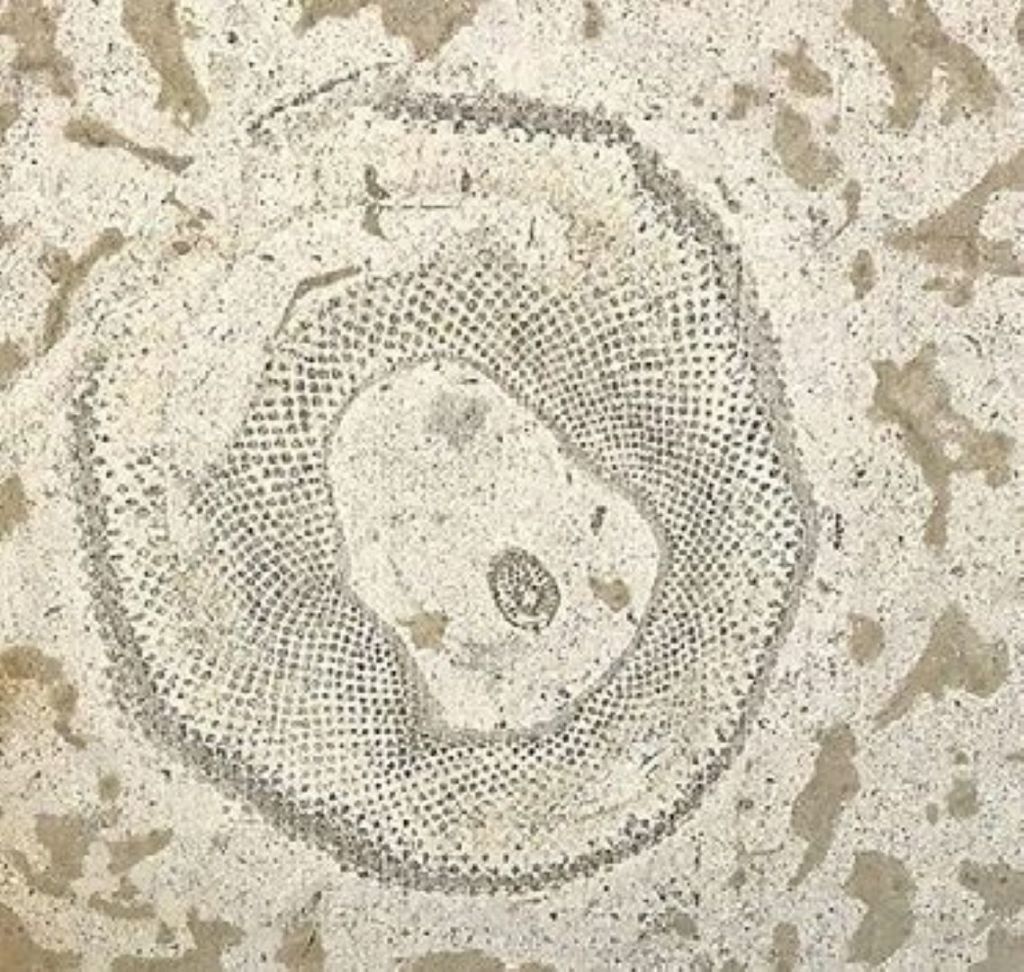 Calgary Tyndall Fossil Discovery