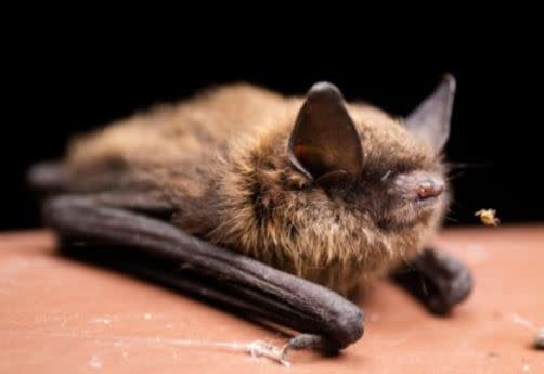 Bats at the Weaselhead