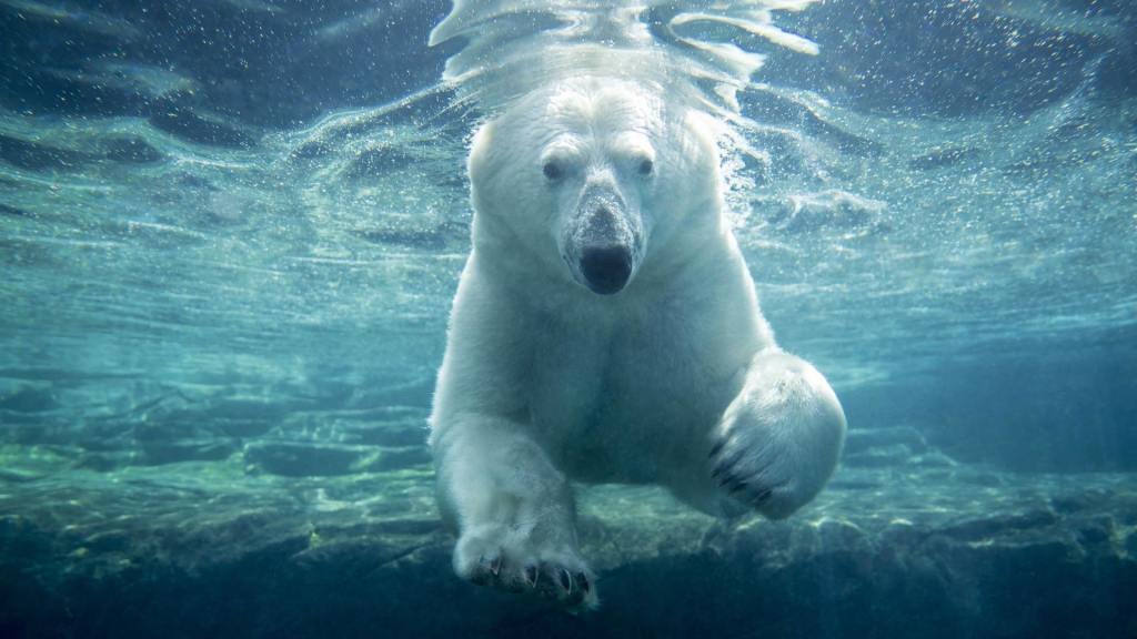 Polar Bear Breakfast