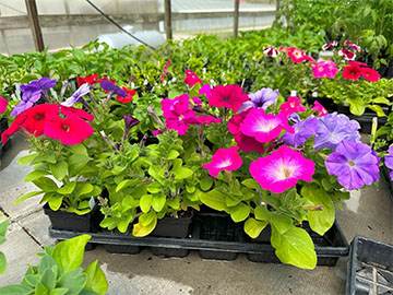 Door County Master Gardener Plant Sale