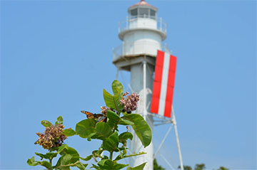 Plum Island Monarch Butterfly Field Day