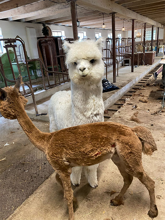 Alpaca Shearing & Spinning Demonstrations