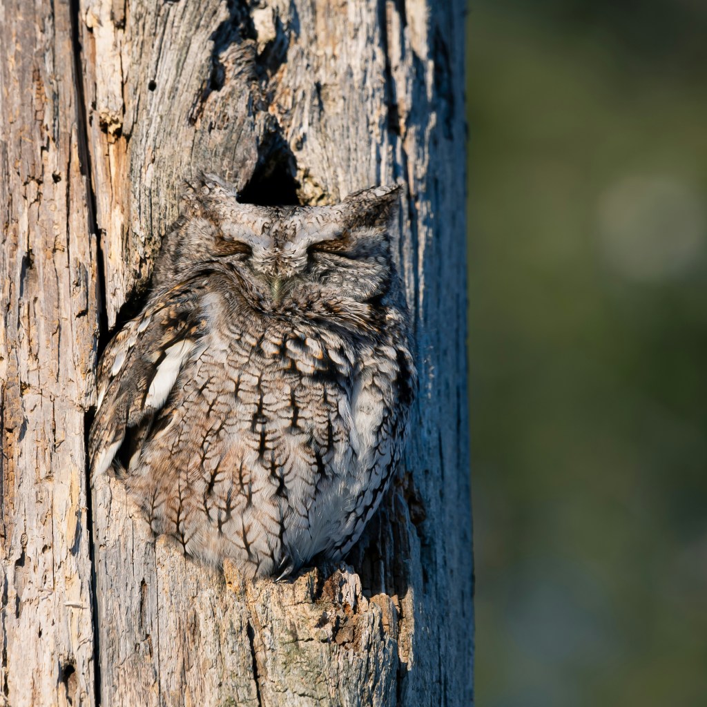 Owl-O-Rama