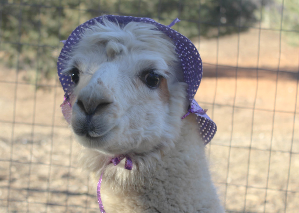 alpacas with hats