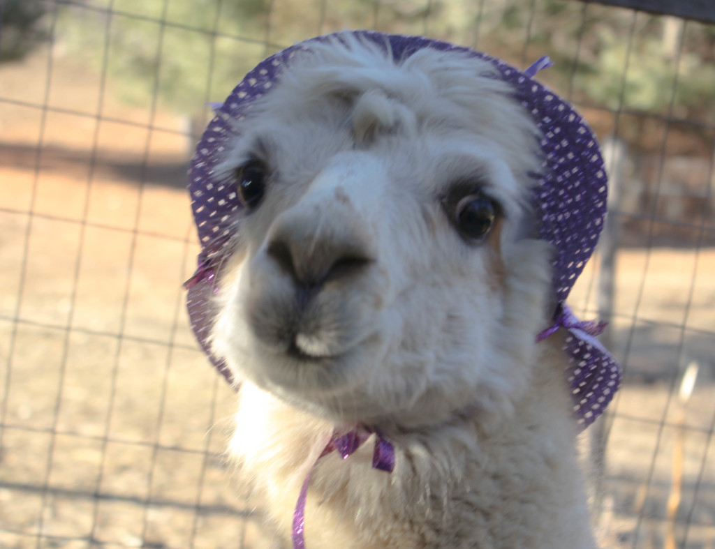 Make An Easter Bonnet With Angel the Alpaca at Lilymoore Alpaca Farm