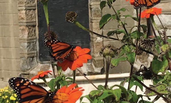 Butterfly Day at Bannerman Island