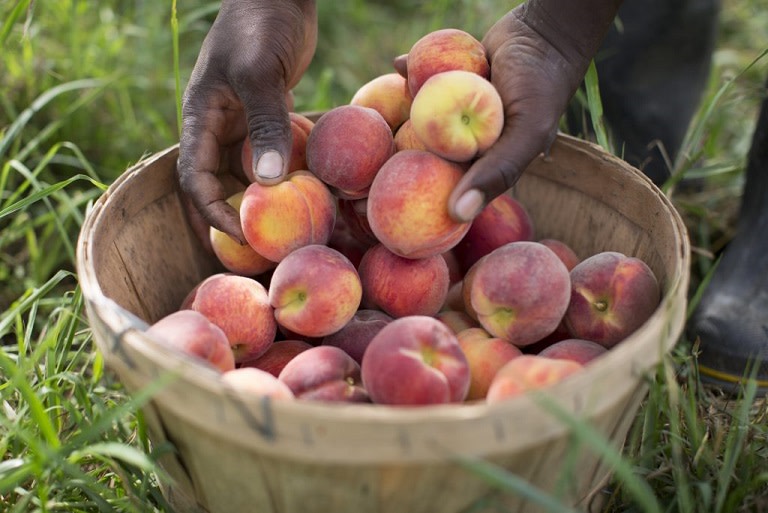 Peachtopia at Fishkill Farms
