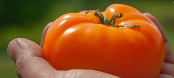Tomato Feast In The Field Dinner at Fat Apple Farm Pine Plains