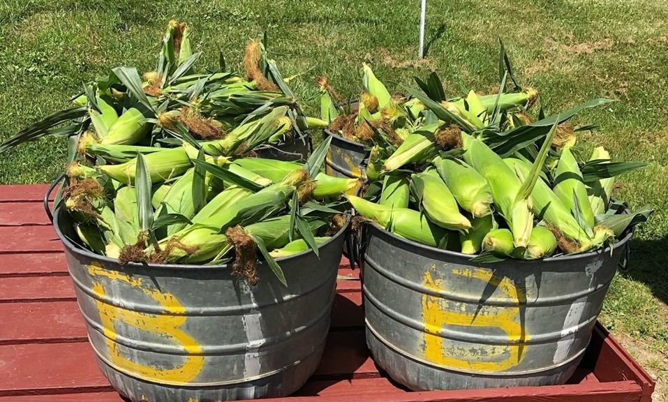 2019 Sweet Summer Corn Dinner co-hosted by McKinney & Doyle and Dykeman Farms