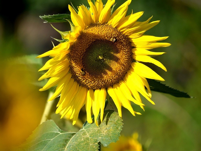 Cut Your Own Sunflowers at Hudson Valley Cold Pressed Oils