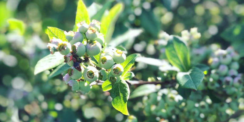 Blueberry Moon Bonfire Party at Greig Farm