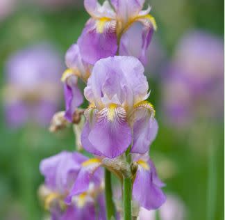 Beatrix Farrand Garden Association at Bellefield Symposium, Film Screening and Plant Sale