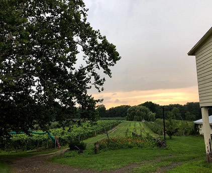 Montgomery Place Orchards June Workshops - Cheesemaking or Fermenting Vegetables