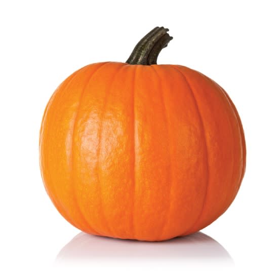 Kids Paint a Pumpkin at Lilymoore Alpaca Farm