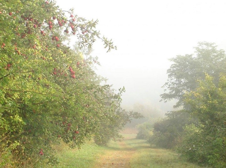 Hudson Valley Cider Ramble at Peach Hill Park Poughkeespie