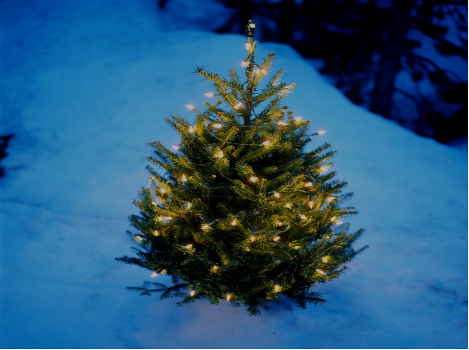 Town of Wappinger Tree Lighting
