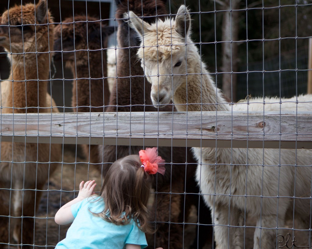 National Alpaca Days at Lilymoore Farm
