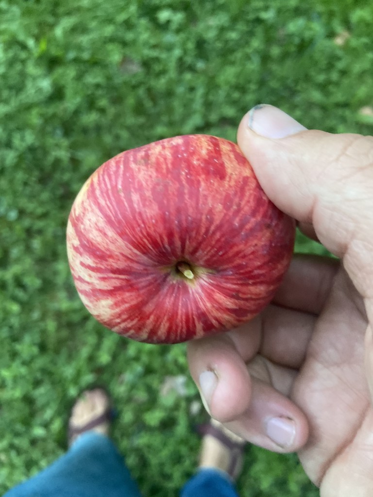 Striped apples