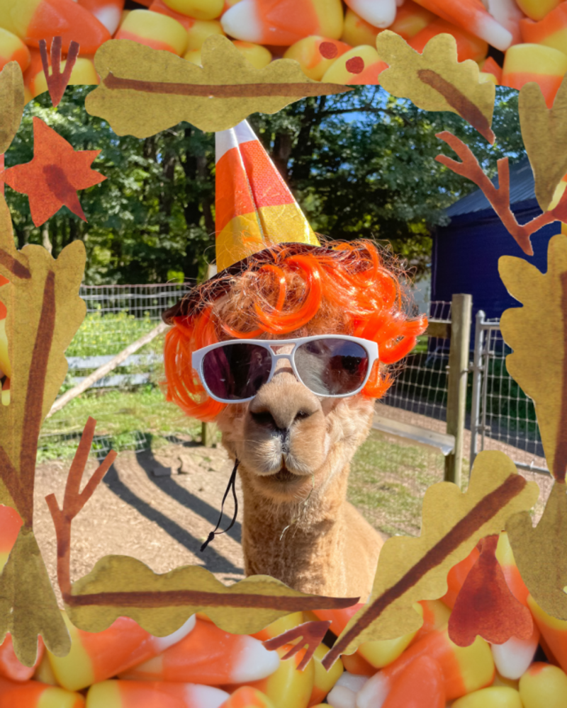 An alpaca in a silly costume at Lilymoore Alpaca Farm in Pleasant Valley