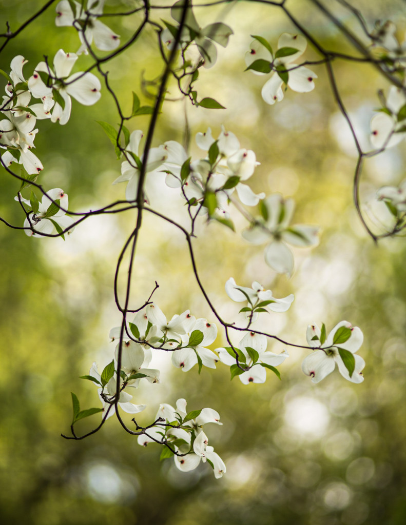 "Storytelling through Garden Photography" Hands-on Workshop with Lori Adams at the Beatrix Farrand Garden at Bellefield