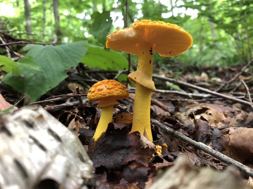 Summer Fungi and Forest Ecology Walk at Harlem Valley Homestead