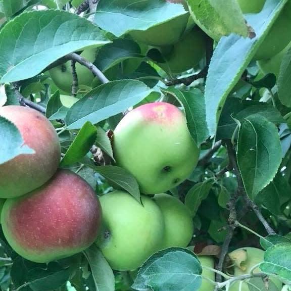 Apple Blossom Festival at Barton Orchards