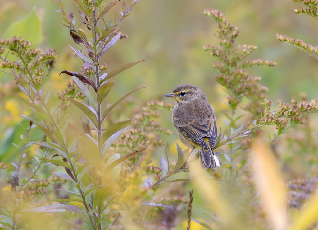 Autumn Migration: A Bird Walk with Loren Merrill at Innisfree Garden