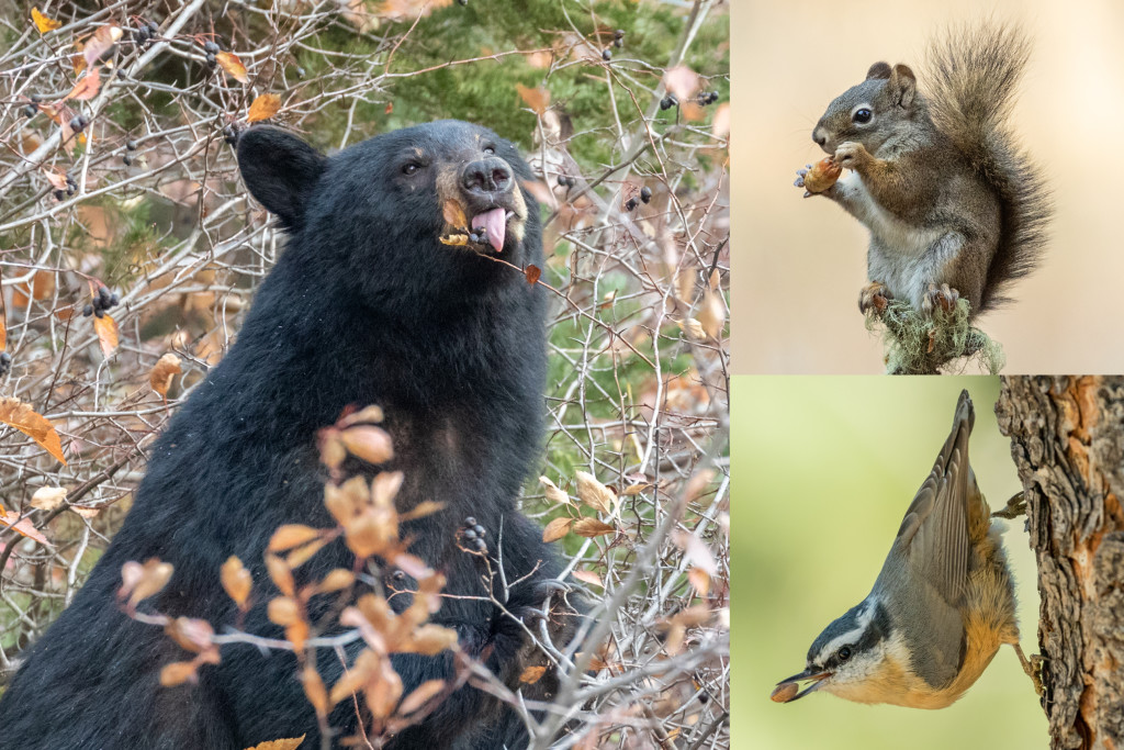 Autumn Ecology Walk at Innisfree: Examining the Many Ways Animals and Plants Prepare for Winter