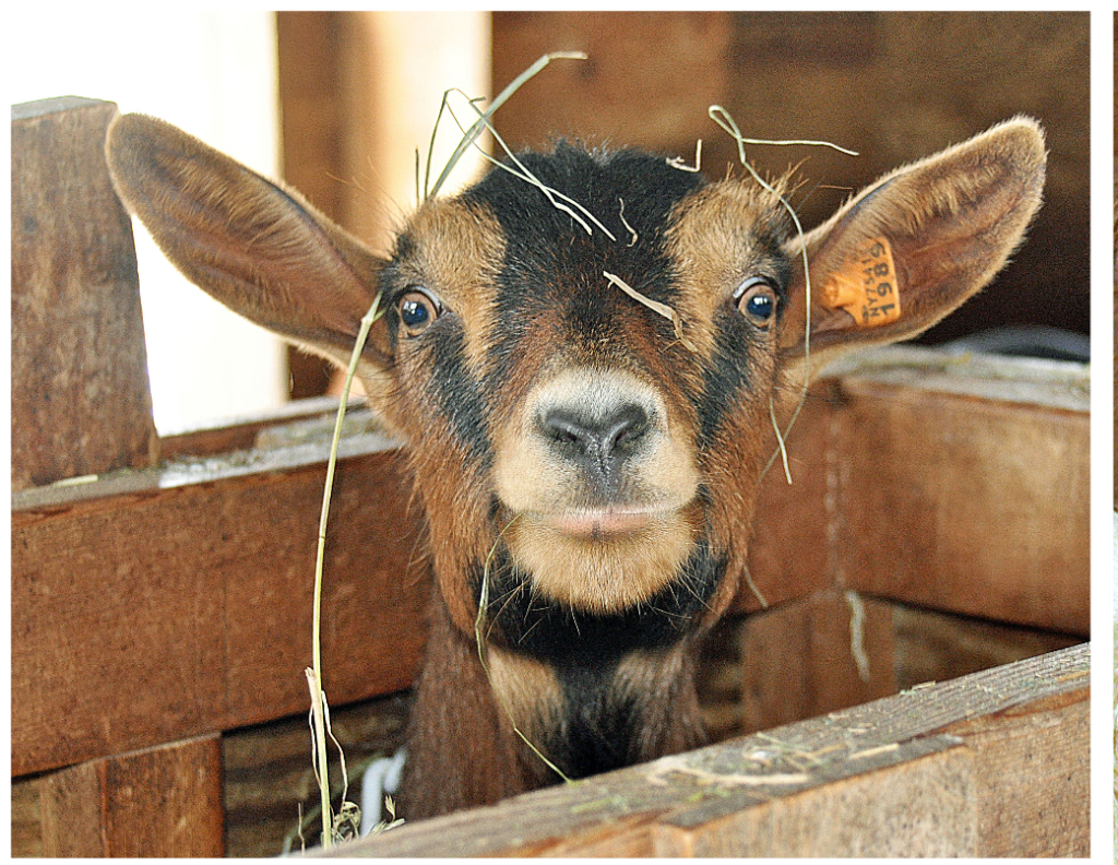 Baby Goat Yoga at Sprout Creek Farm
