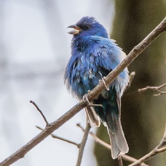 Bird Walk at Clermont State Historic Site with the Alan Devoe Bird Club